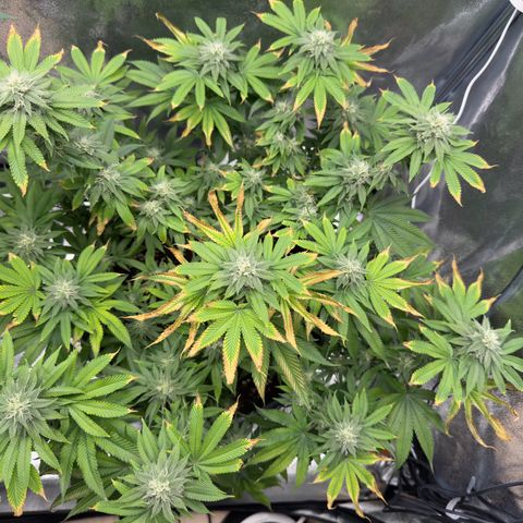 Pink Kush growlog timeline photo