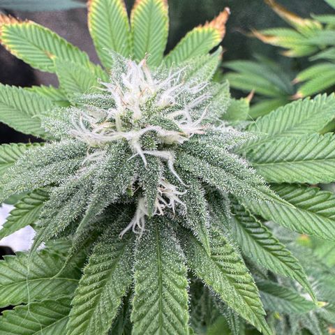 Pink Kush growlog timeline photo