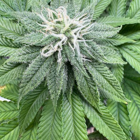 Pink Kush growlog timeline photo