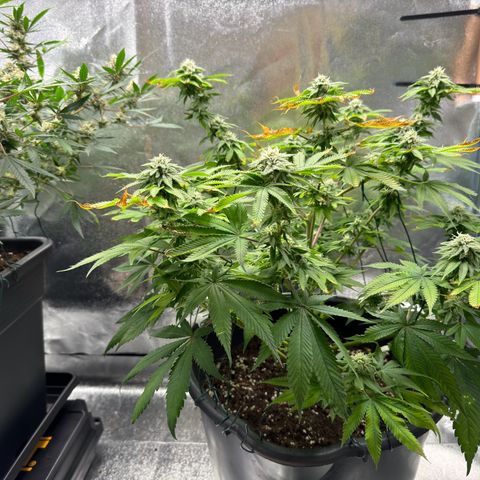 Pink Kush growlog timeline photo