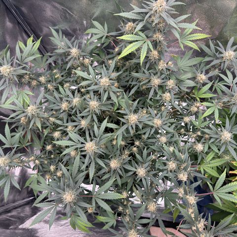 Tangerine Dream growlog timeline photo