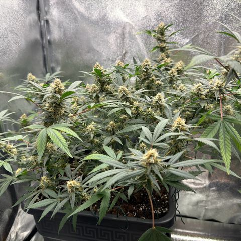 Tangerine Dream growlog timeline photo