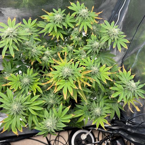 Pink Kush growlog timeline photo