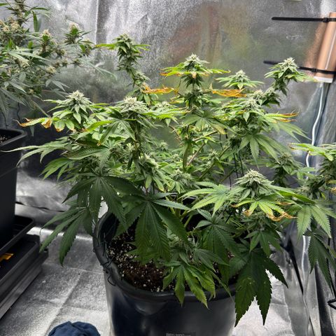 Pink Kush growlog timeline photo
