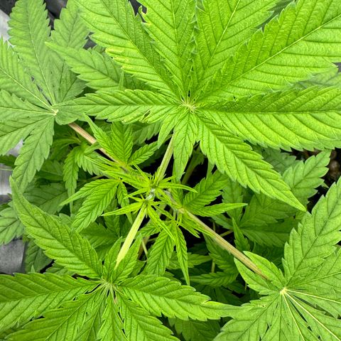 Mimosa x Orange Punch growlog timeline photo