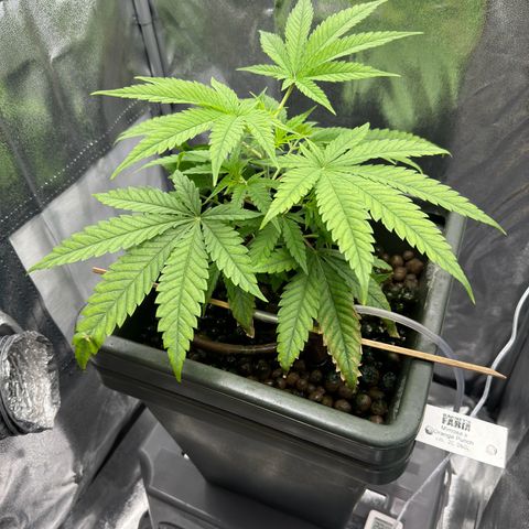Mimosa x Orange Punch growlog timeline photo