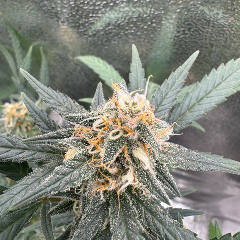 Tangerine Dream growlog timeline photo