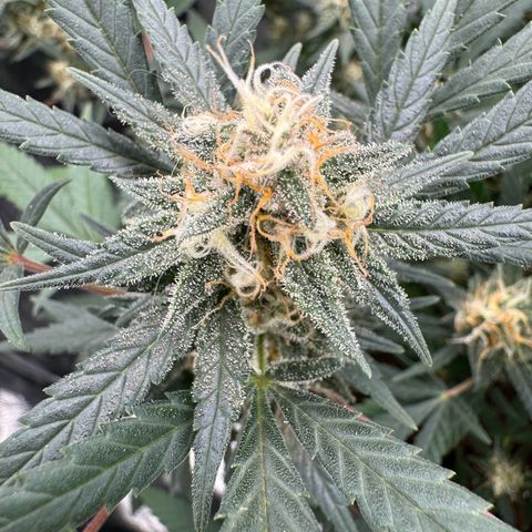 Tangerine Dream growlog timeline photo