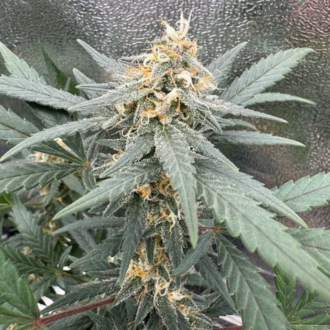 Tangerine Dream growlog timeline photo