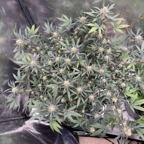 Tangerine Dream growlog timeline photo