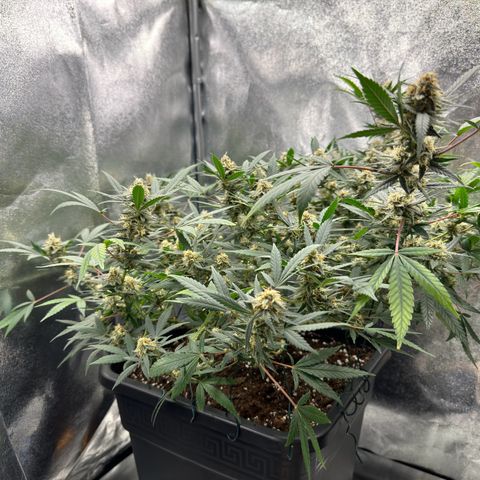 Tangerine Dream growlog timeline photo