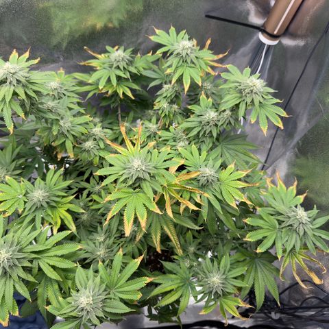 Pink Kush growlog timeline photo