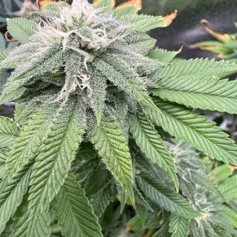 Pink Kush growlog timeline photo