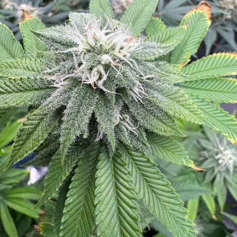 Pink Kush growlog timeline photo
