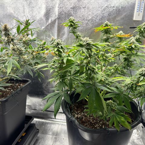 Pink Kush growlog timeline photo