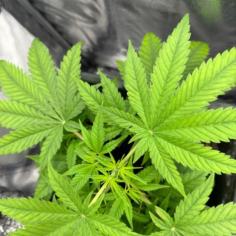 Mimosa x Orange Punch growlog timeline photo