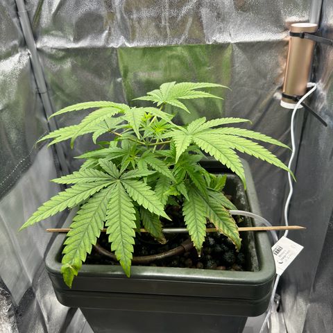 Mimosa x Orange Punch growlog timeline photo