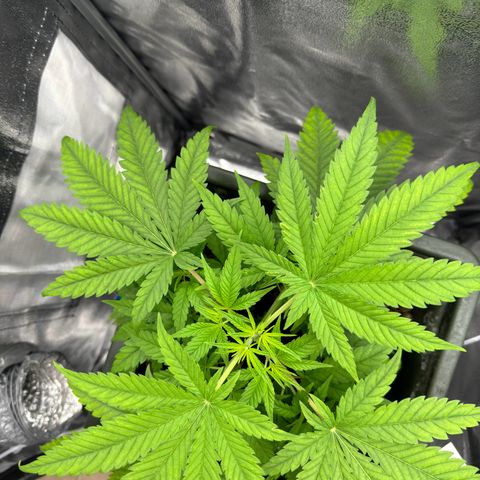 Mimosa x Orange Punch growlog timeline photo