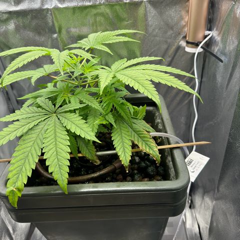 Mimosa x Orange Punch growlog timeline photo
