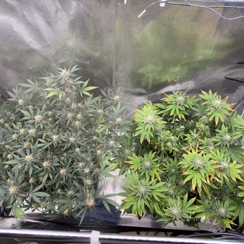 Tangerine Dream growlog timeline photo