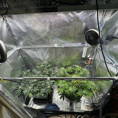 Tangerine Dream growlog timeline photo