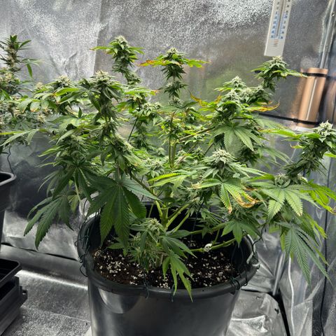 Pink Kush growlog timeline photo