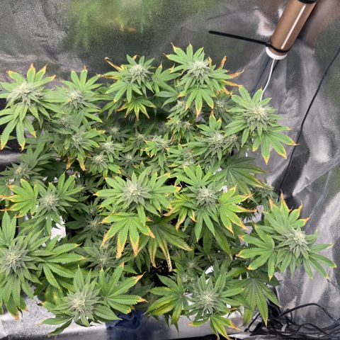 Pink Kush growlog timeline photo