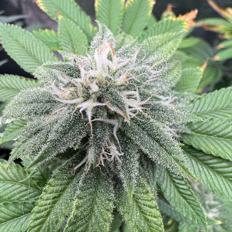 Pink Kush growlog timeline photo