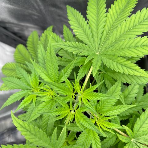 Mimosa x Orange Punch growlog timeline photo