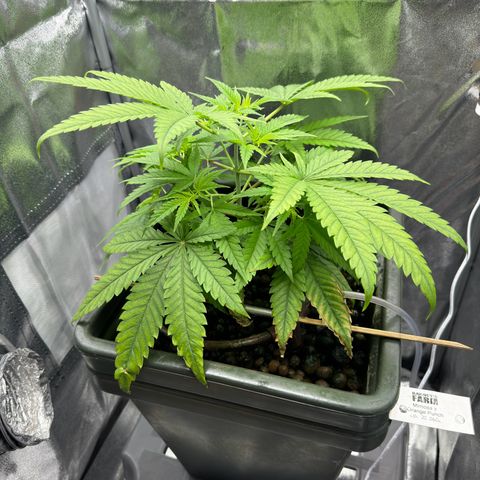 Mimosa x Orange Punch growlog timeline photo