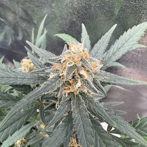 Tangerine Dream growlog timeline photo
