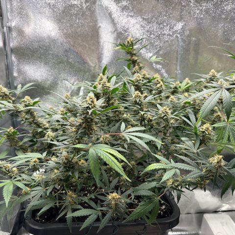 Tangerine Dream growlog timeline photo