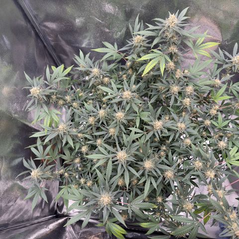 Tangerine Dream growlog timeline photo