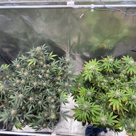 Tangerine Dream growlog timeline photo