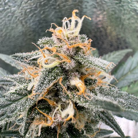 Tangerine Dream growlog timeline photo