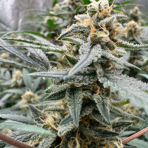 Tangerine Dream growlog timeline photo