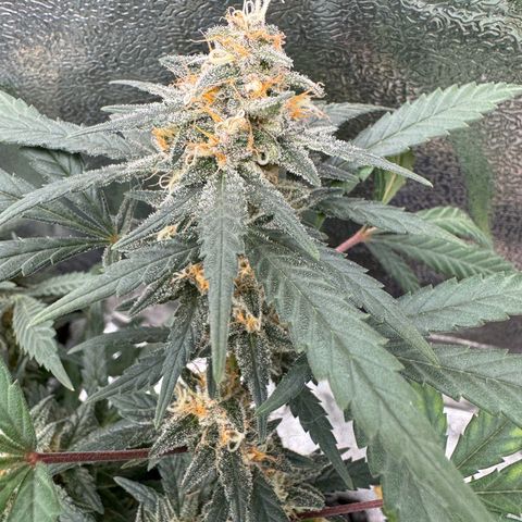 Tangerine Dream growlog timeline photo