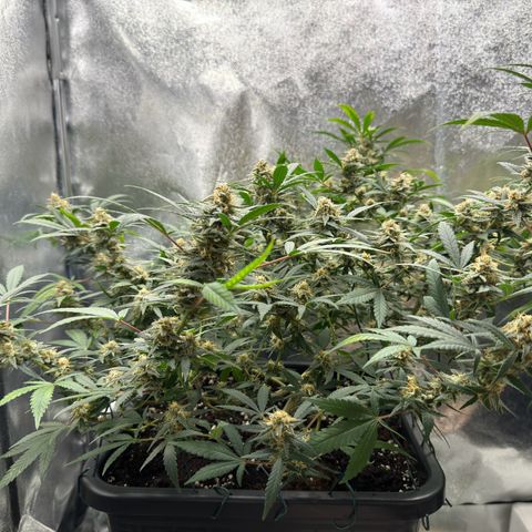 Tangerine Dream growlog timeline photo