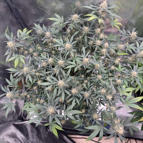 Tangerine Dream growlog timeline photo