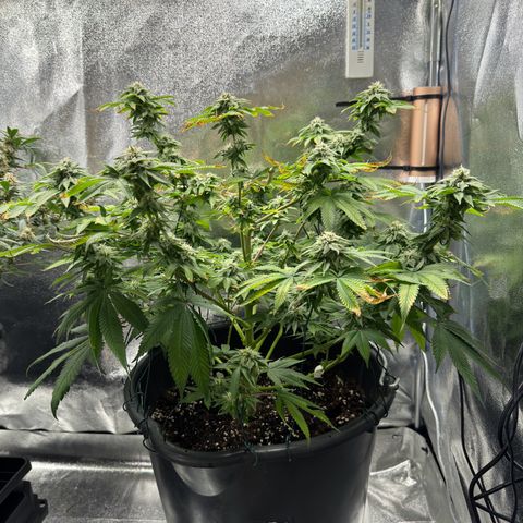 Pink Kush growlog timeline photo