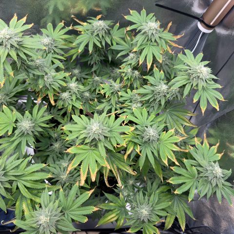 Pink Kush growlog timeline photo