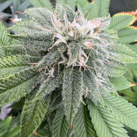 Pink Kush growlog timeline photo