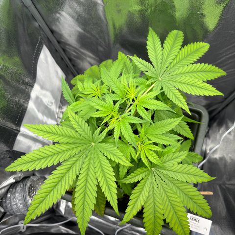 Mimosa x Orange Punch growlog timeline photo