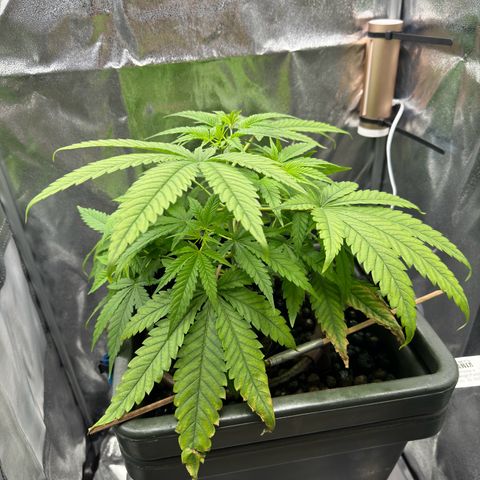 Mimosa x Orange Punch growlog timeline photo