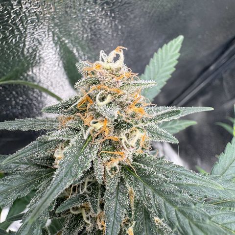Tangerine Dream growlog timeline photo