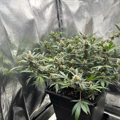 Tangerine Dream growlog timeline photo