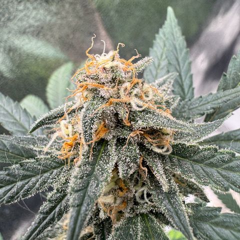 Tangerine Dream growlog timeline photo