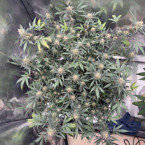 Tangerine Dream growlog timeline photo