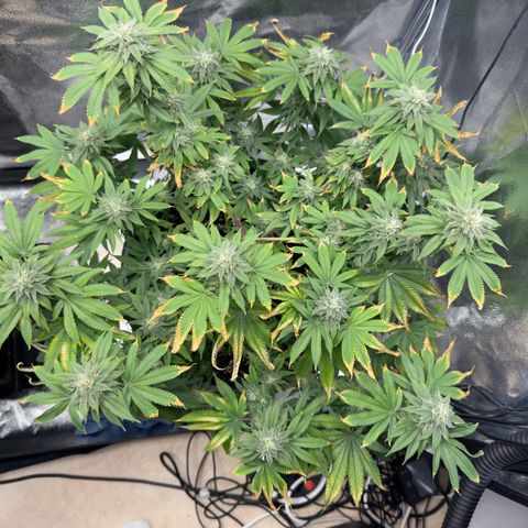 Pink Kush growlog timeline photo