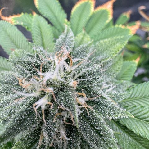 Pink Kush growlog timeline photo